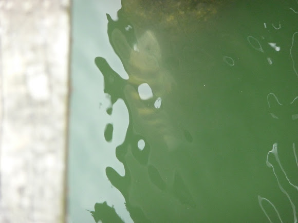 Spotting Image 1