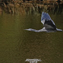 White Faced Heron