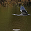 White Faced Heron