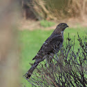Cooper's Hawk