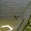 Daddy Long Legs