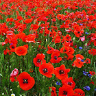Corn poppy