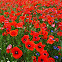 Corn poppy