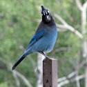 Stellar's Jay