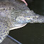 Spiny Softshell Turtle
