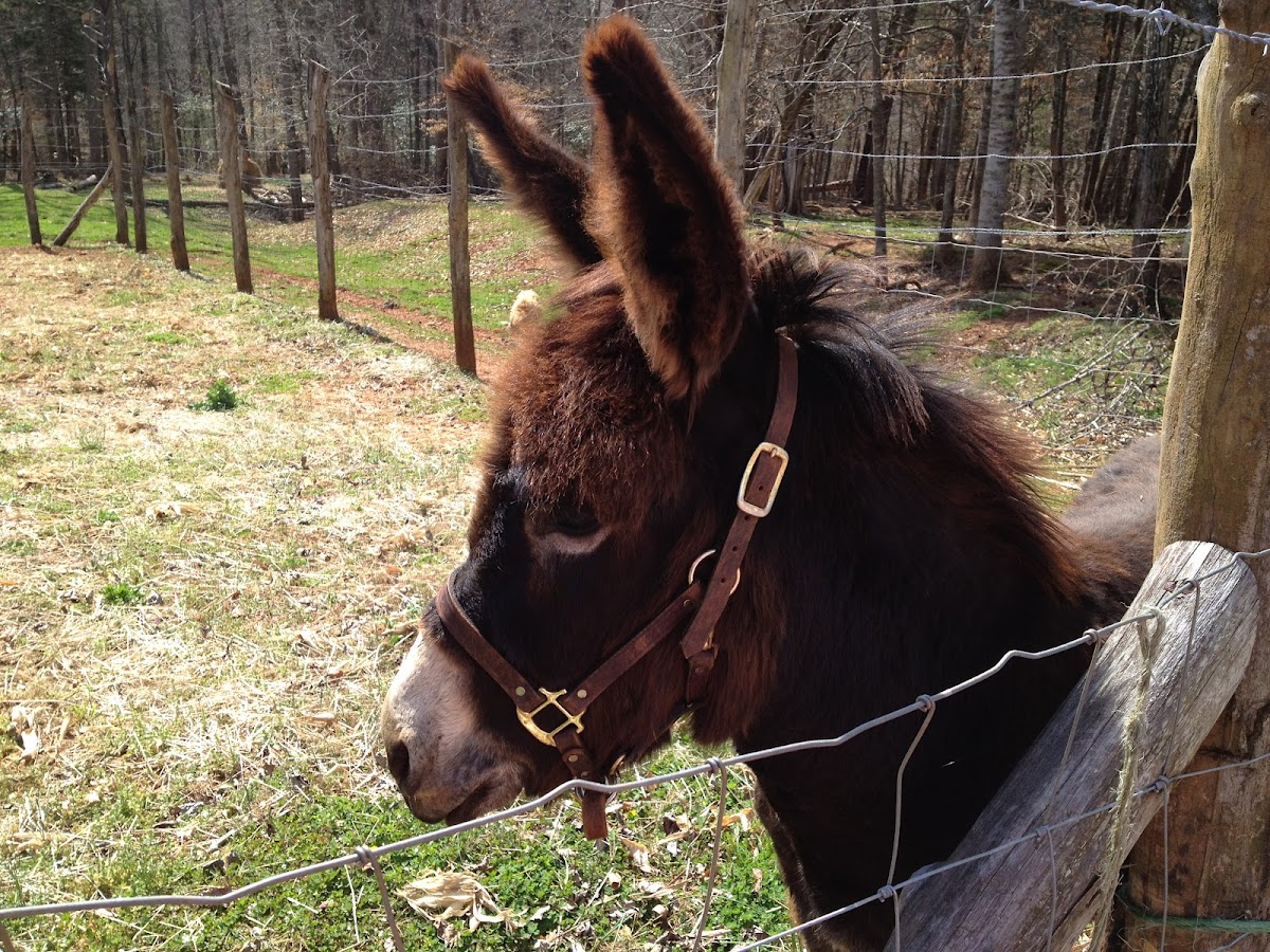 Donkey