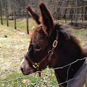 Donkey