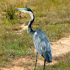 Black-headed heron
