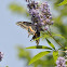 Black Swallowtail