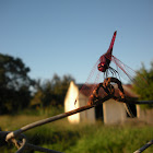 Dragon Fly