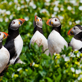 by Gorazd Golob - Animals Birds