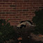 Striped Skunk