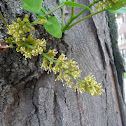thornless honey locust
