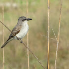 Gray Kingbird