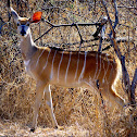 Nyala