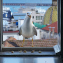 Seagull (Gabbiano)