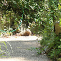 Groundhog