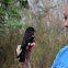 Red-Winged Blackbird