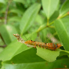 Caterpillar