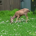 White-tailed deer