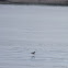 Double crested comorant