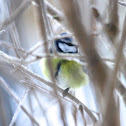 Blue Tit