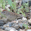Rufous-crowned Sparrow