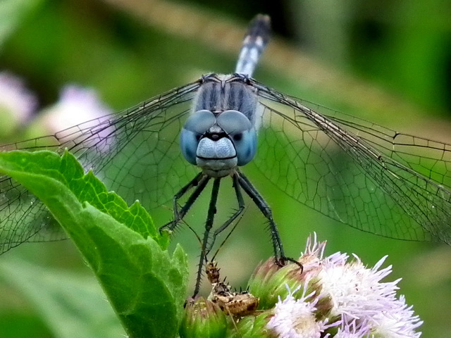 Ground Skimmer