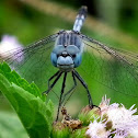 Ground Skimmer