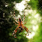 spider