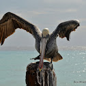 Pelican