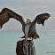 Pelican