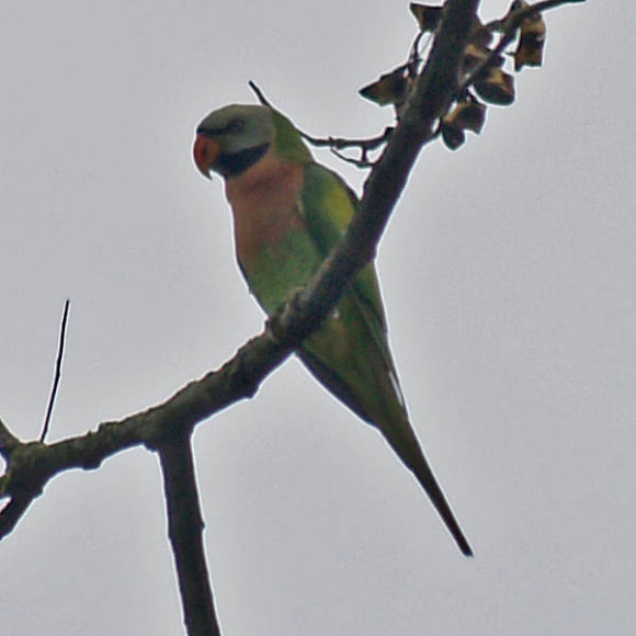 Spotting Image 1