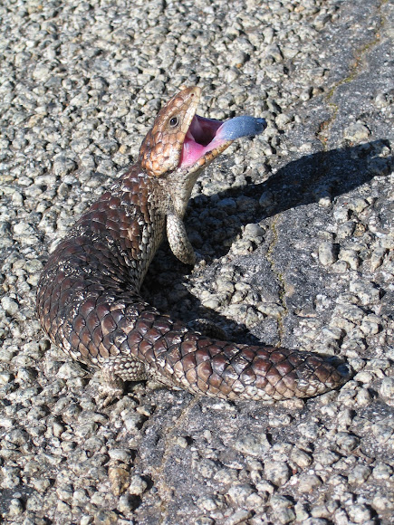Spotting Image 1