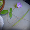 Butterfly Pea