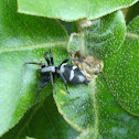 Spider / Pauk