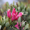 Rose of the Andes