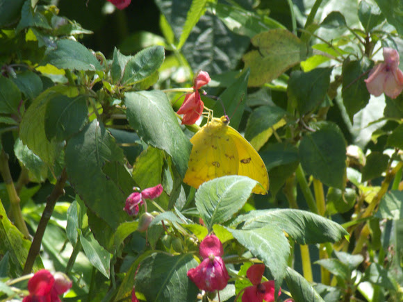 Spotting Image 1