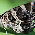 American Painted Lady