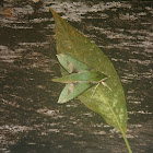 Sphinx moth