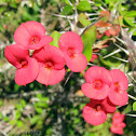 Crown of Thorns