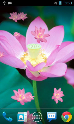 Lotus Live Wallpaper