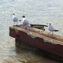 Seagulls