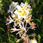 Mountain death camas