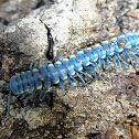 Tractor millipede