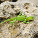 Green Iguana (juvenile)