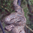 Eyelash viper