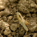 cricket
