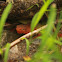Red-Spotted Newt (Eft)
