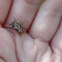 Camel cricket